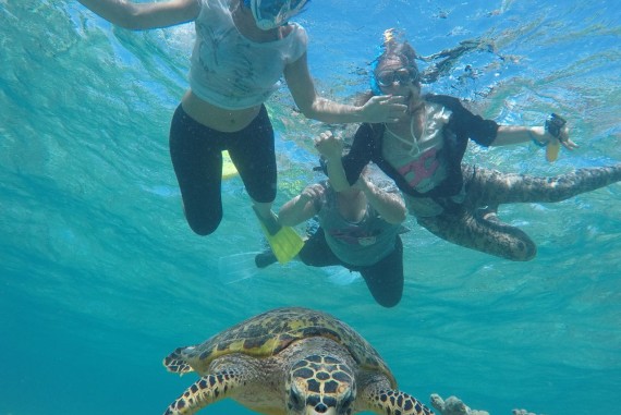 Turtle Snorkeling 