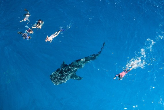 Whale shark snorkeling 